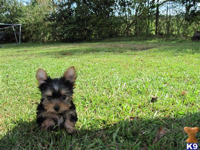 Small Dogs